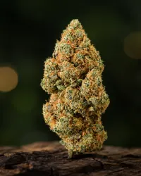 Amnesia Haze — Ladymary indoor CBD flower