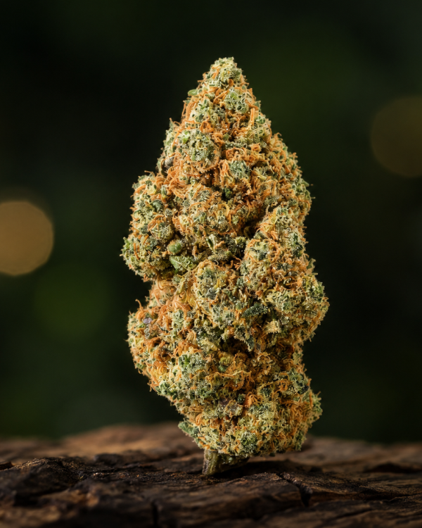 Amnesia Haze — Ladymary indoor CBD flower