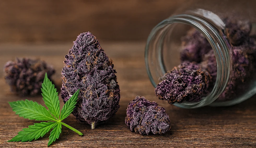Strain viola — fiori di CBD in barattolo di vetro